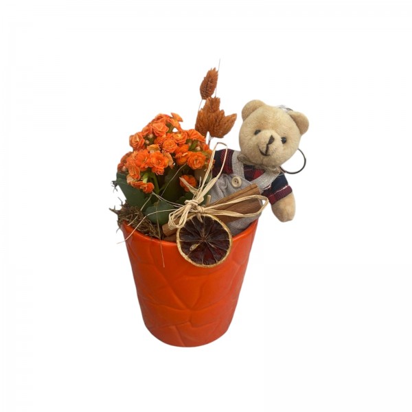 Teddy Bear Serisi Turuncu Kalanchoe Aranjmanı